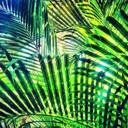 Palm trees against plants