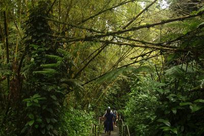 Rear view of people walking in forest