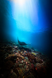 High angle view of fish swimming underwater