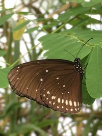 Butterfly on leaf