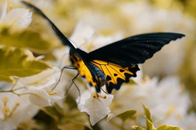 Close-up of butterfly pollinating on flower