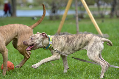 View of a dog on field