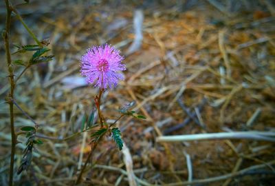 Close-up of purple flowers blooming in field