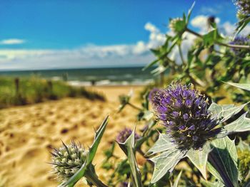 Close-up of purple flowers on beach