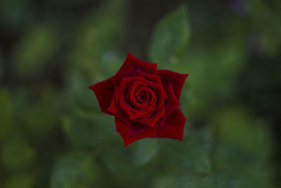 Close-up of red rose