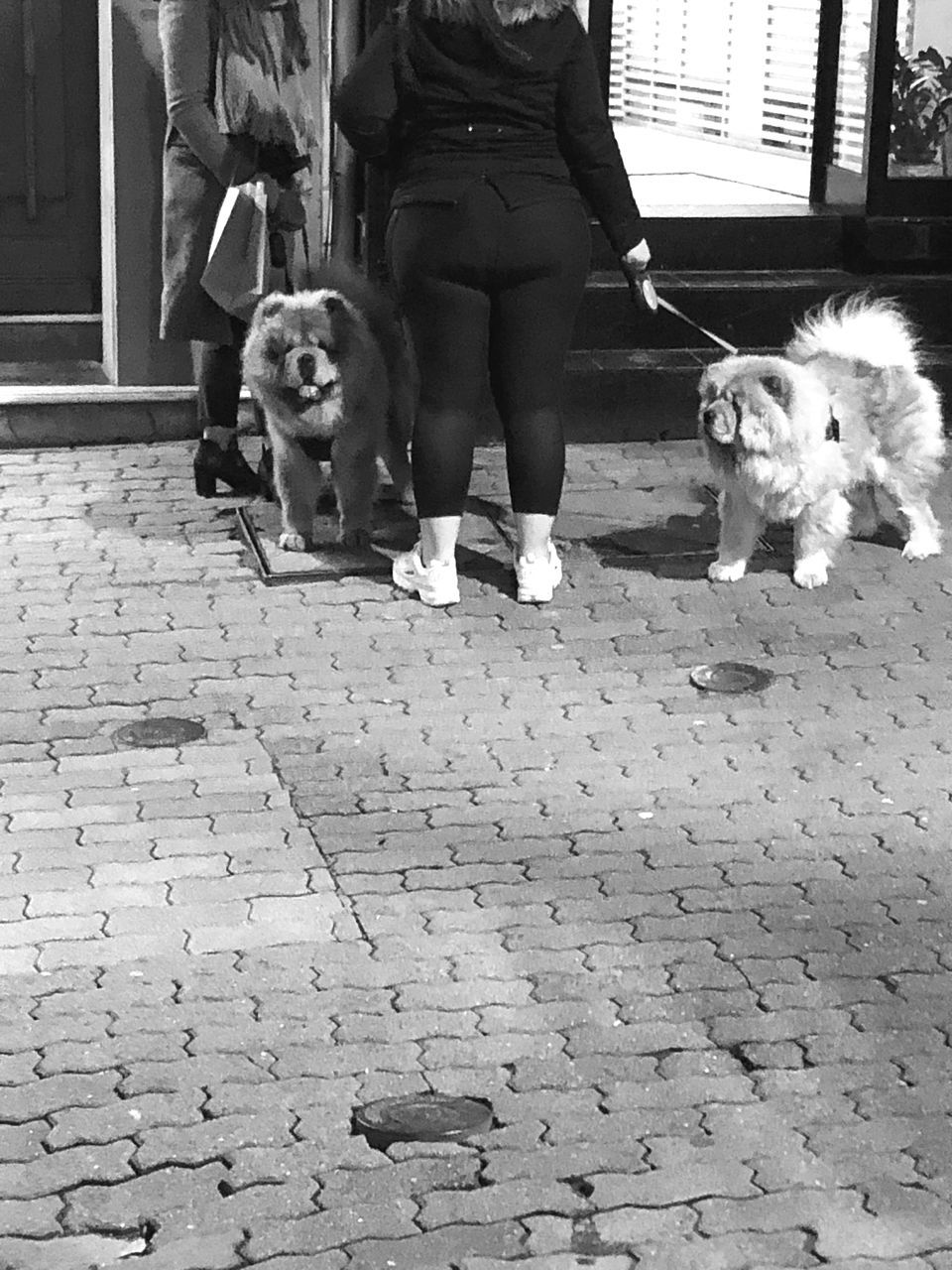 dog, domestic animals, pet, mammal, canine, one animal, animal themes, animal, black, black and white, white, monochrome, footpath, monochrome photography, women, day, street, adult, city, lifestyles, architecture, full length, road, leisure activity, one person, female, casual clothing, sitting, low section, leash, sidewalk, men, child, outdoors, childhood, friendship, cobblestone, pet leash