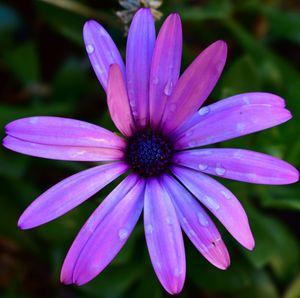 Close-up of purple flowering plant 