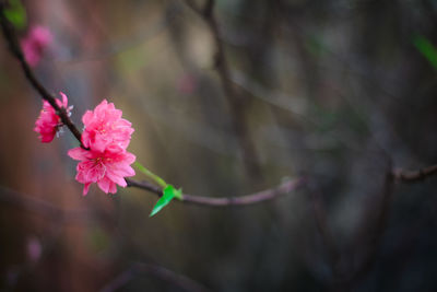 Close-up of pink flower blooming on tree