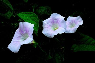 Close-up of purple flowers