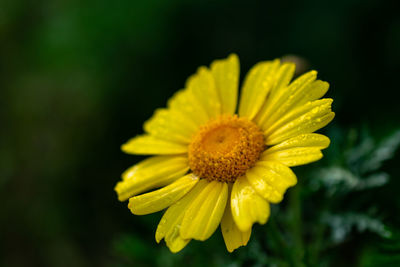 Close-up of yellow flower