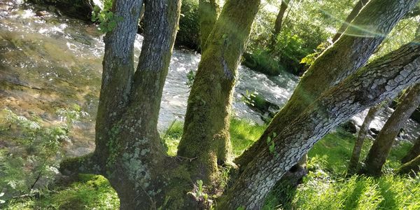 Low angle view of trees in forest