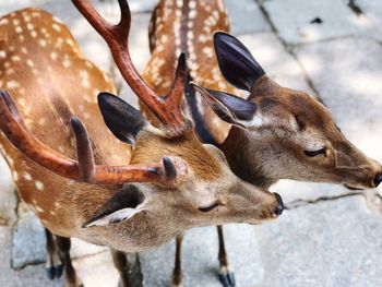 Close-up of young couple deer posture at nara deer park, todaiji temple, nara