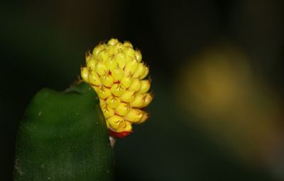 Close-up of flower against blurred background