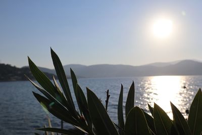 Close-up of plant by sea against sky