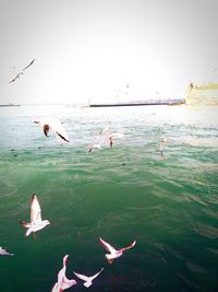 Birds swimming in sea