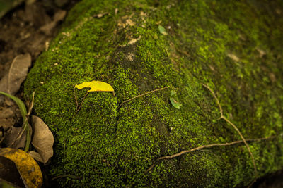 High angle view of moss growing on tree