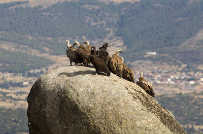 View of sheep on rock