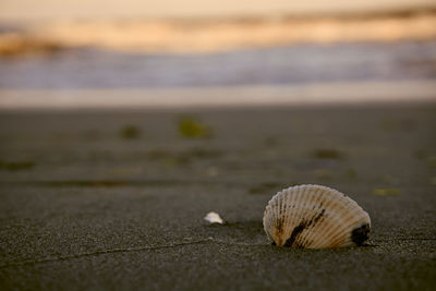 Close-up of seashell on beach