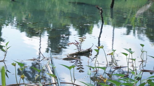 View of ducks swimming in lake