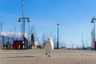 Seagull perching on a bird