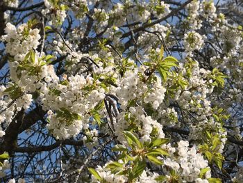 Low angle view of white flowering tree