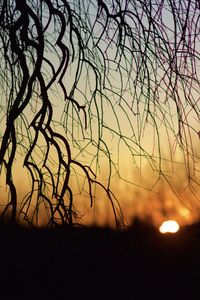 Silhouette of bare trees against sky during sunset