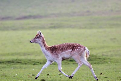 Full length of a horse standing on field