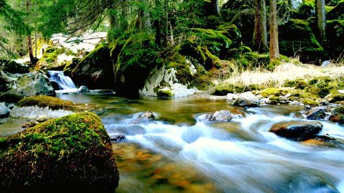 Stream amidst trees in forest