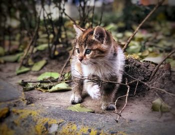 Portrait of a cat looking away