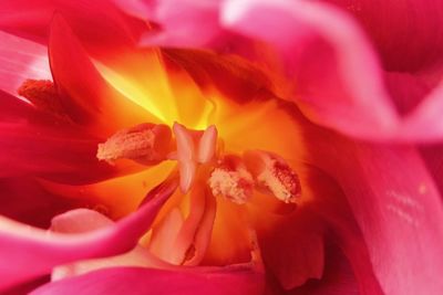 Close-up of pink flower