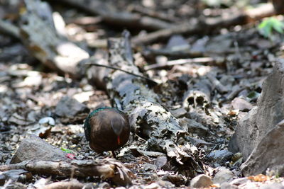 Close-up of snail
