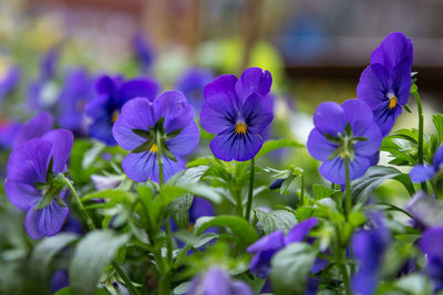 Close-up of purple crocus blooming outdoors