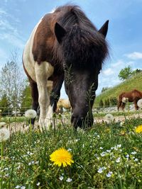 View of horse grazing on field