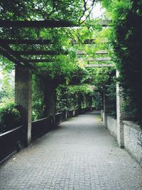 Footpath amidst trees in park