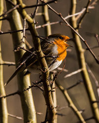 Bird perching on branch