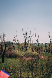 Bare trees on field against clear sky