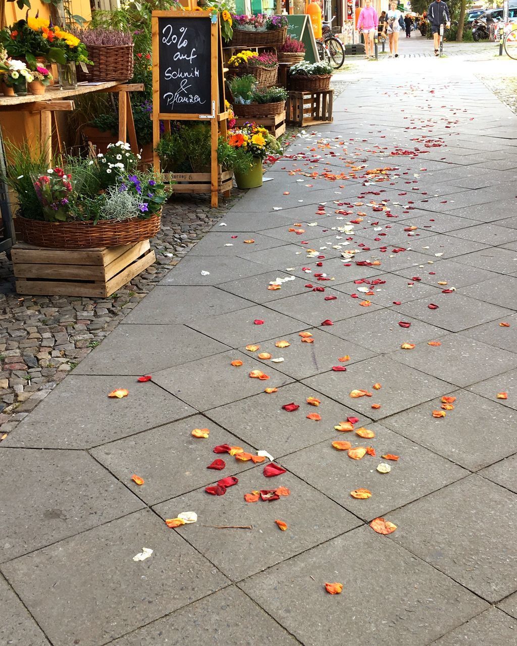 AUTUMN LEAVES ON SIDEWALK