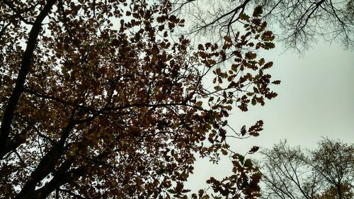 Low angle view of trees against clear sky