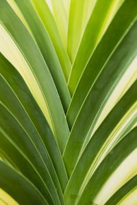 Full frame shot of palm leaf