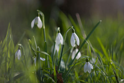 Close-up of white flowering plant on field