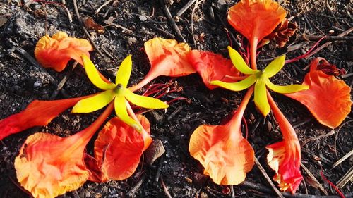 High angle view of orange flowering plant