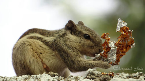 Close up of an animal