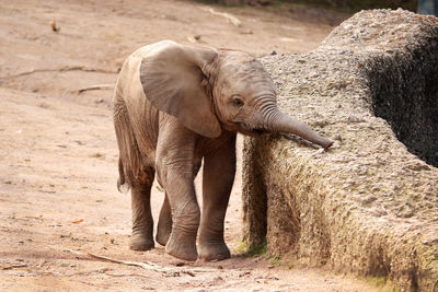 Little elephant baby is exploring the world