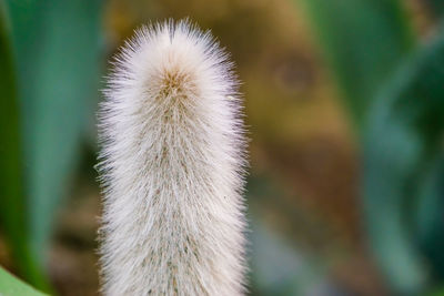 Close-up of white dandelion flower