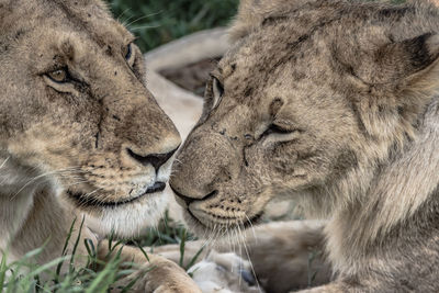 A close-up of two young lions