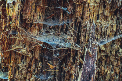 Full frame shot of tree trunk