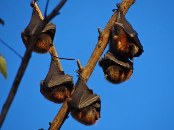 Low angle view of group of 5 grey-headed flying fox-pteropus poliocephalus on tree against sky