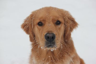 Close-up of dog