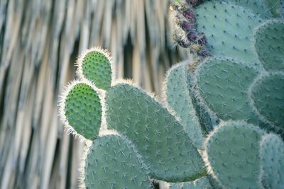 Close-up of cactus