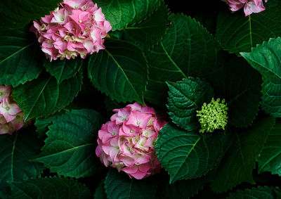 Close-up of pink flowering plant